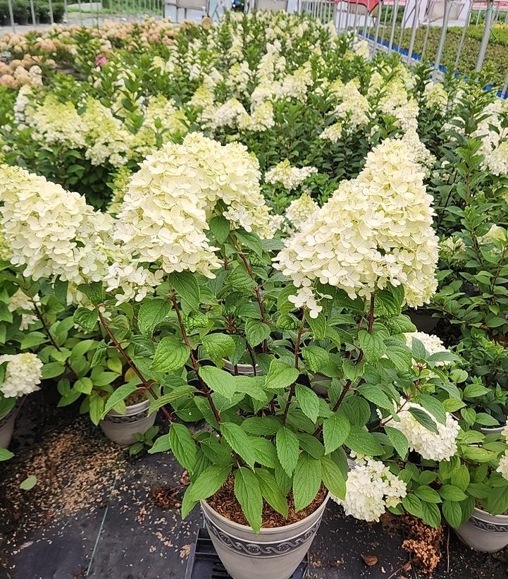 Hydrangea paniculata Panorama