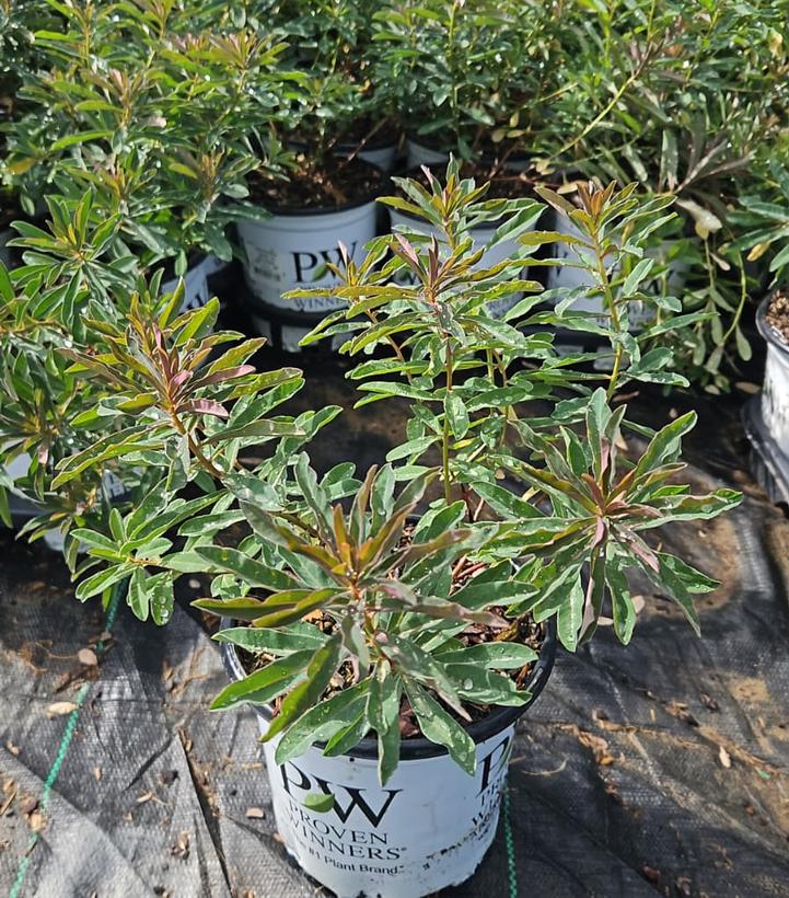 Euphorbia 'Urge to Splurge'