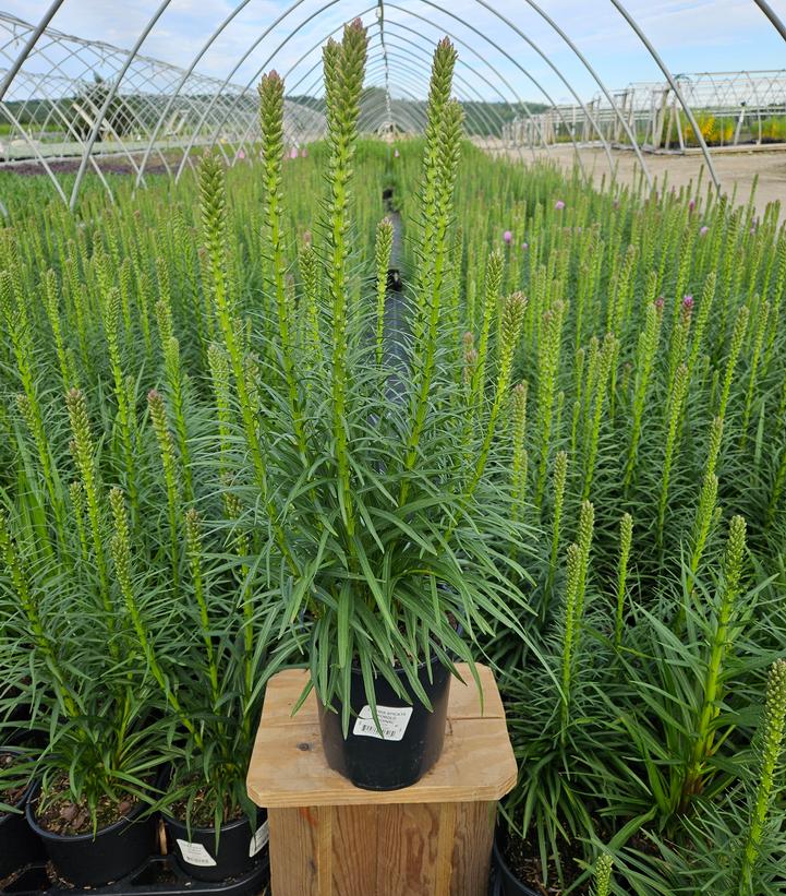 Liatris spicata Kobold Original