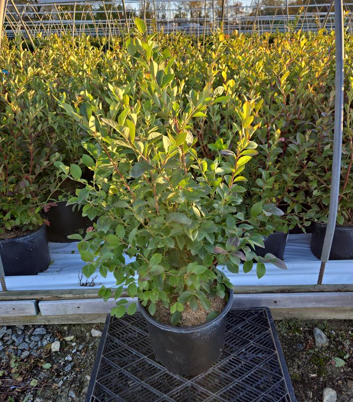 Vaccinium corymbosum 'Blue Ribbon'