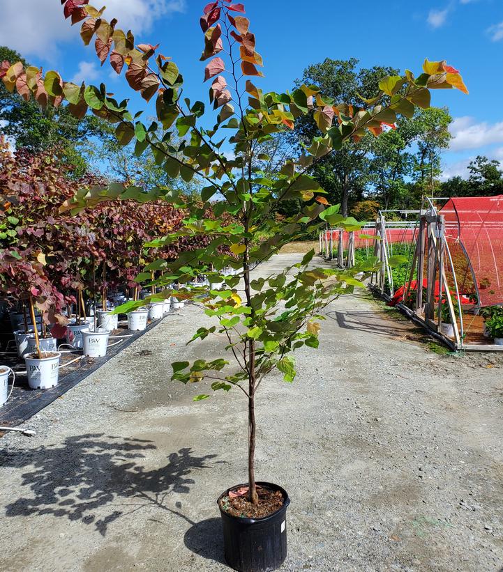 Cercis canadensis Hearts A'Fire™