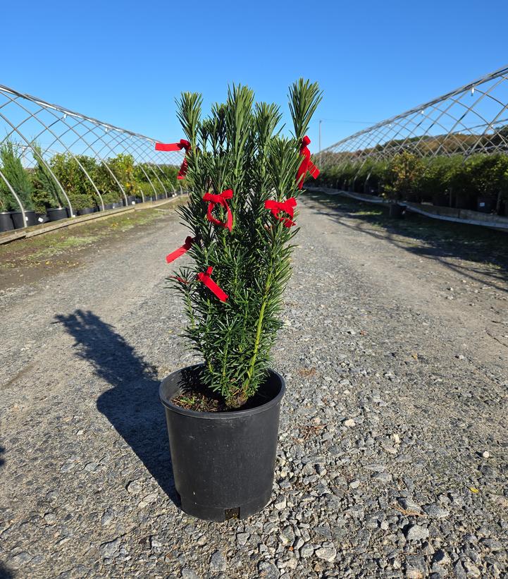Cephalotaxus harringtonia 'Fastigiata'