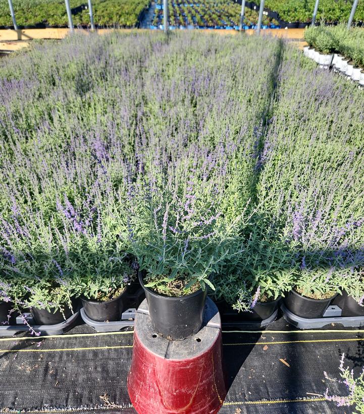 Perovskia atriplicifolia 'Jelena'