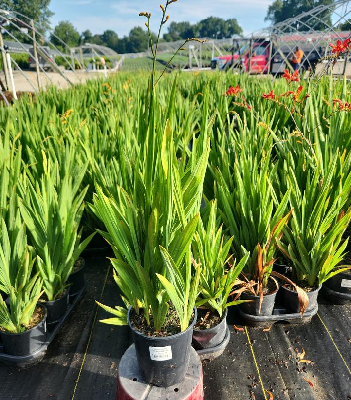 Crocosmia 'Peach Melba'