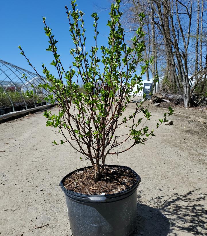 Prunus x Romance 'Carmine Jewel'