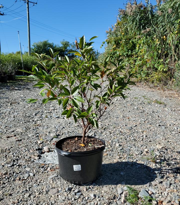 Prunus x Romance 'Cutie Pie'