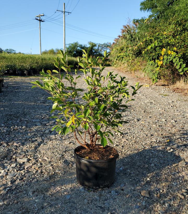 Prunus x Romance 'Sweet Thing'