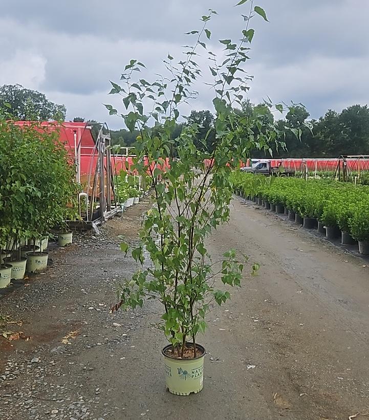 Betula populifolia 