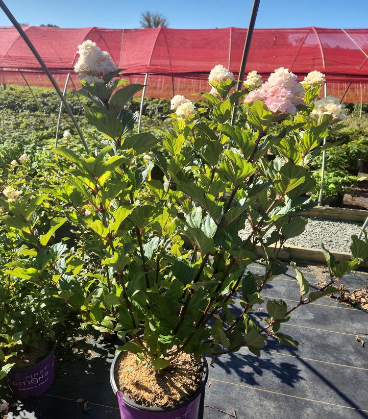 Hydrangea paniculata Spring Sizzle™