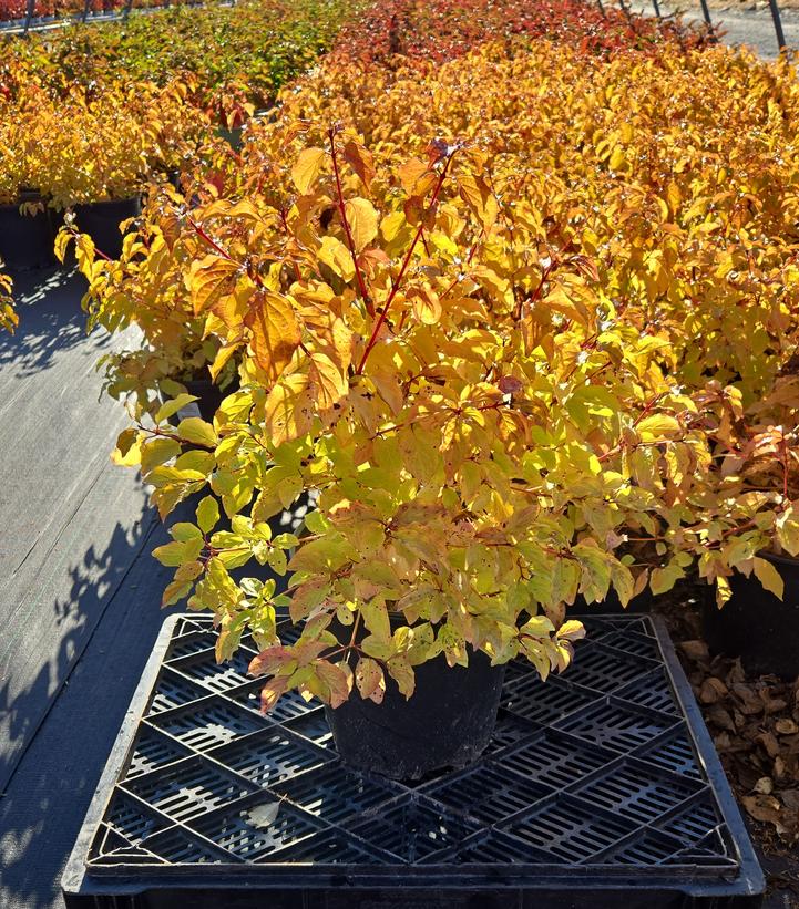 Cornus sanguinea 'Midwinter Fire'