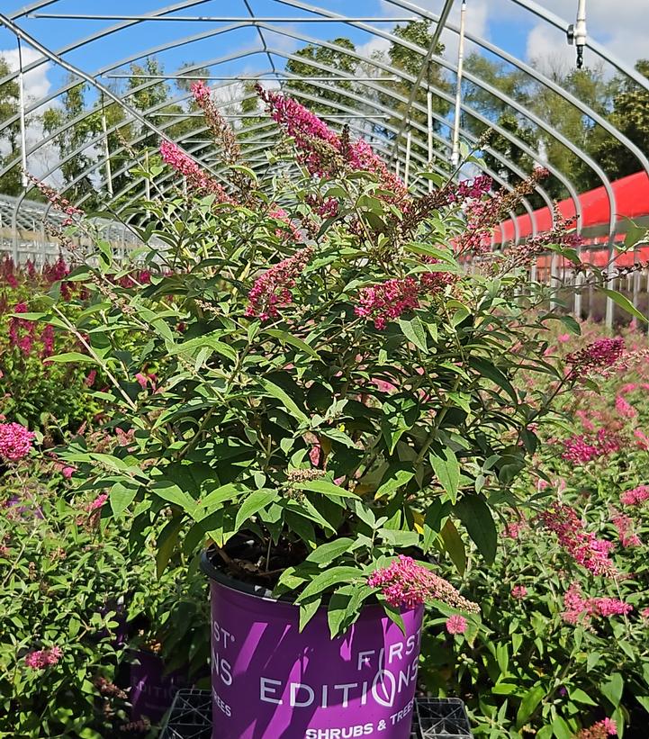 Buddleia davidii Trippy Pink®