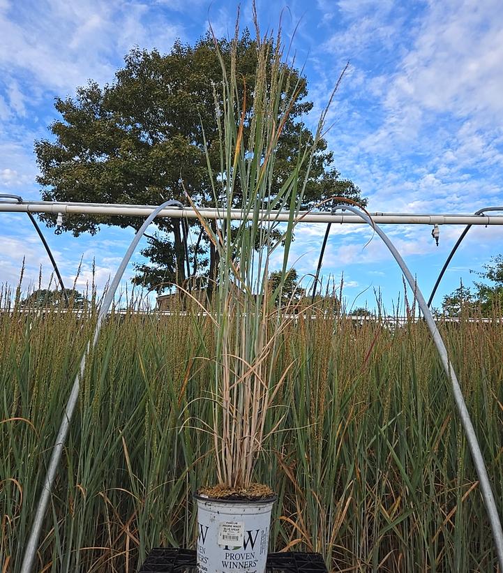 Panicum virgatum Prairie Winds® Blue Spear