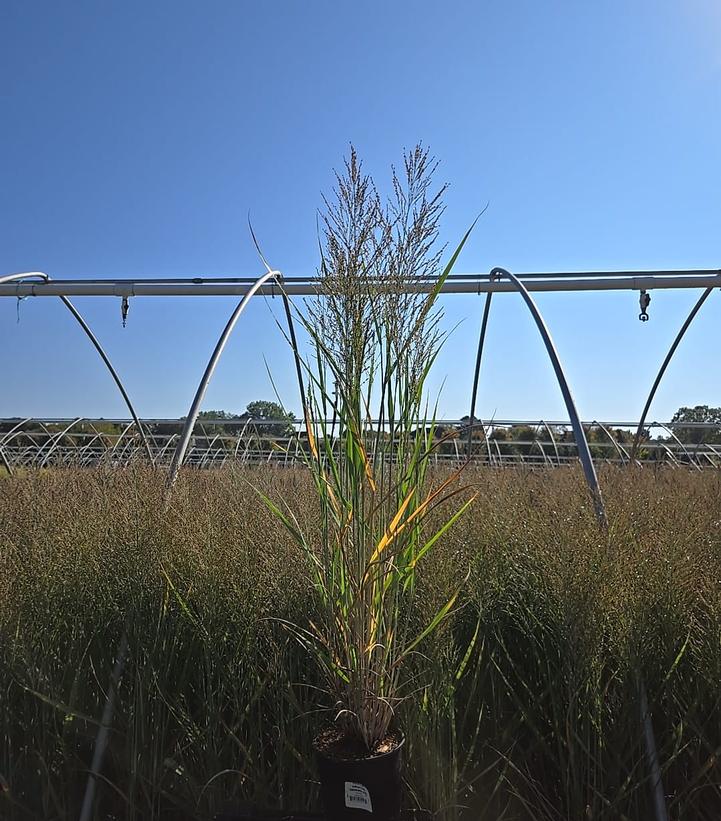 Panicum virgatum 'Smoking Gun'