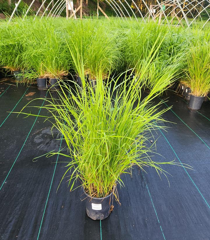 Calamagrostis canadensis 