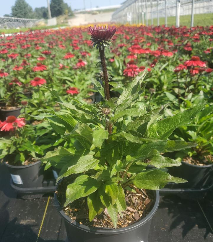 Echinacea x Sunmagic® 'Vintage Hot Red'