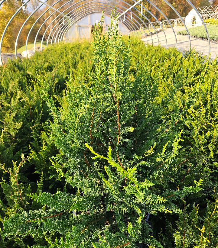 Chamaecyparis obtusa Filicoides Compacta
