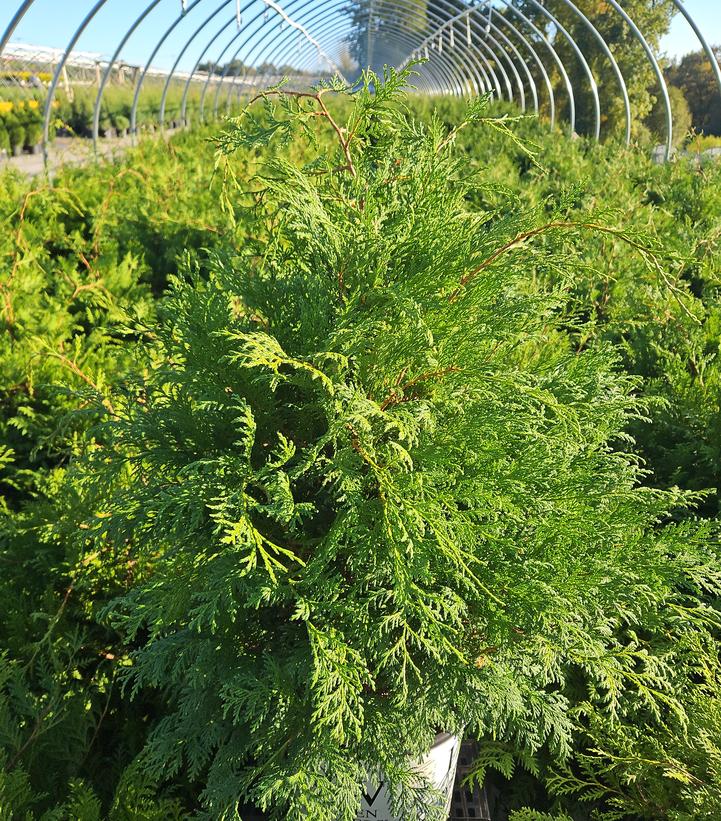Chamaecyparis pisifera Cedar Rapids®