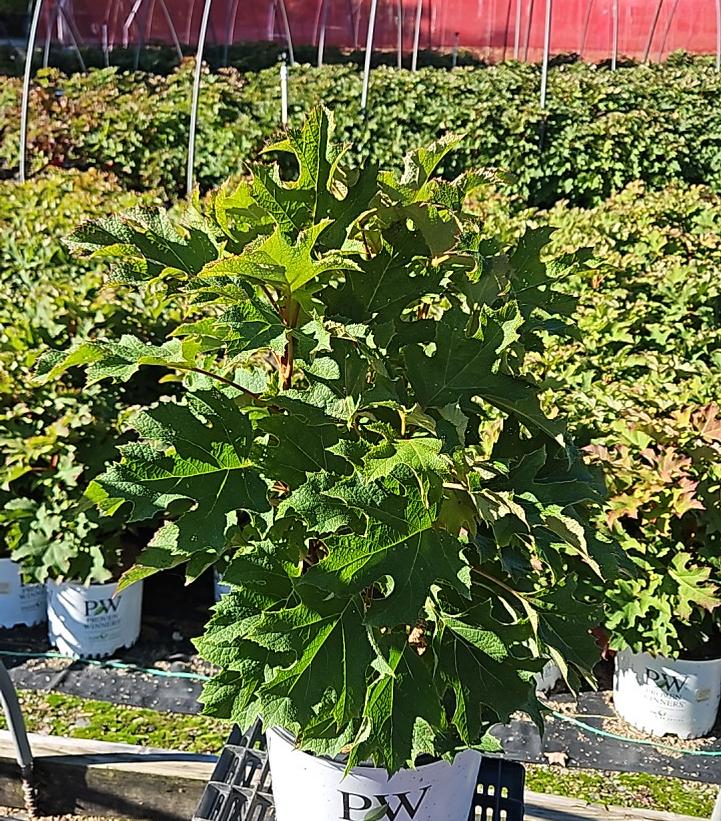 Hydrangea quercifolia Gatsby Glow Ball®