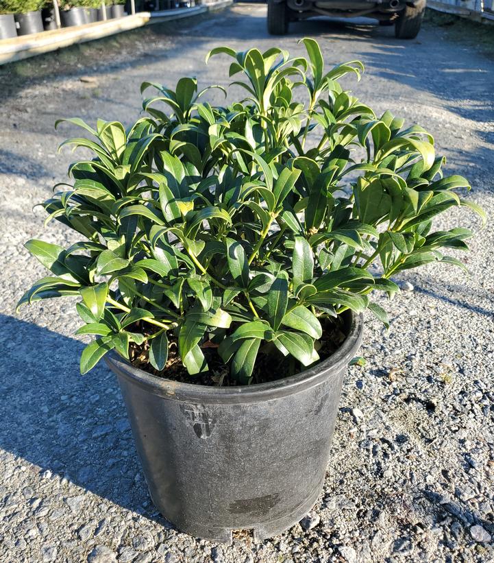 Skimmia japonica ssp. reevesiana 