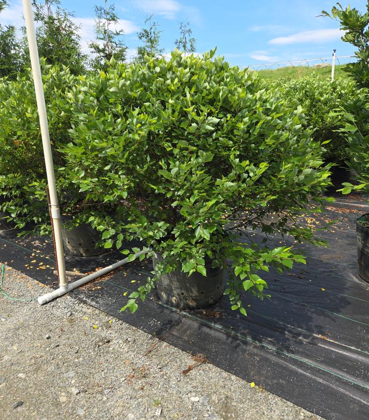 Betula nigra Fox Valley