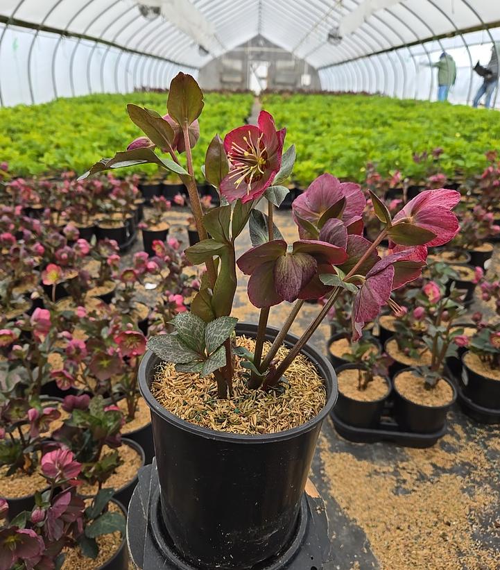 Helleborus x Frostkiss® Elemental®