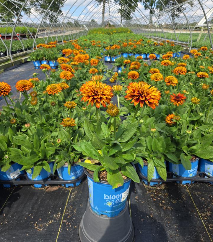 Rudbeckia hirta Solar Sisters™