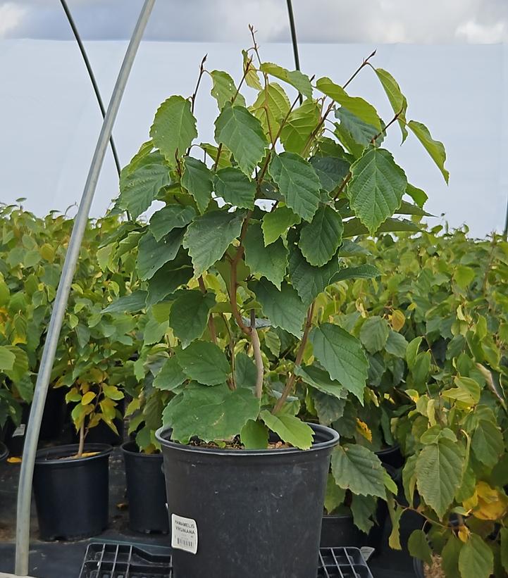 Hamamelis virginiana 