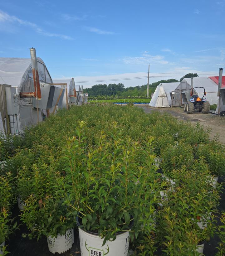Abelia mosanensis Sweet Emotion Blaze™