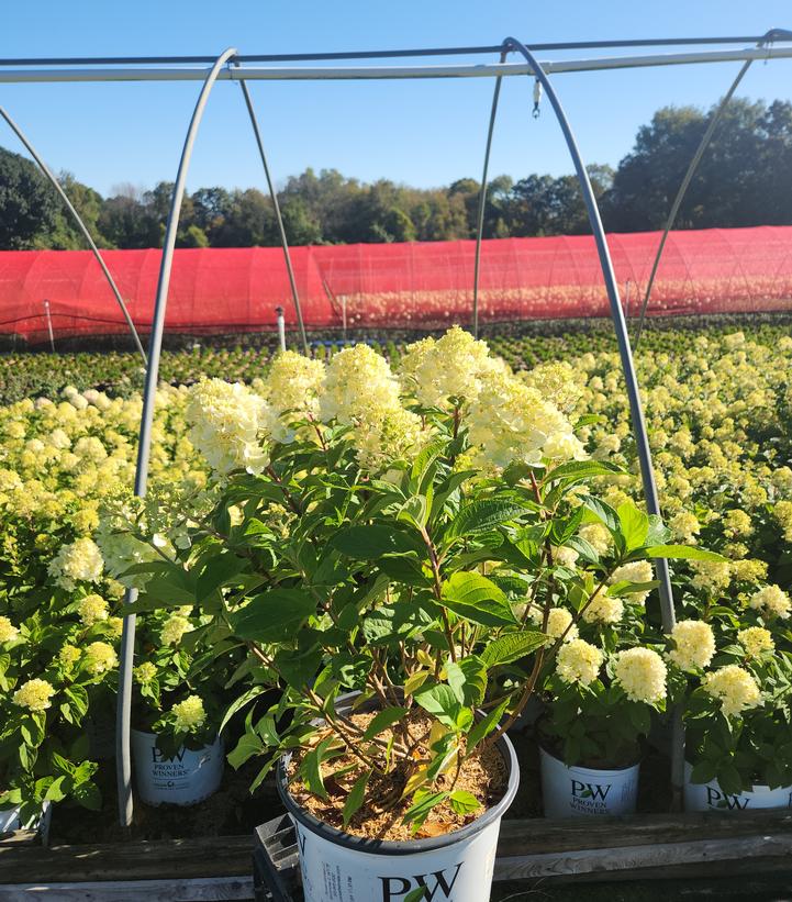 Hydrangea paniculata Powerball™