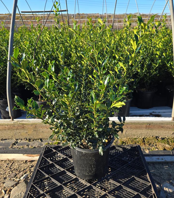 Ilex meserve Magical® Amore