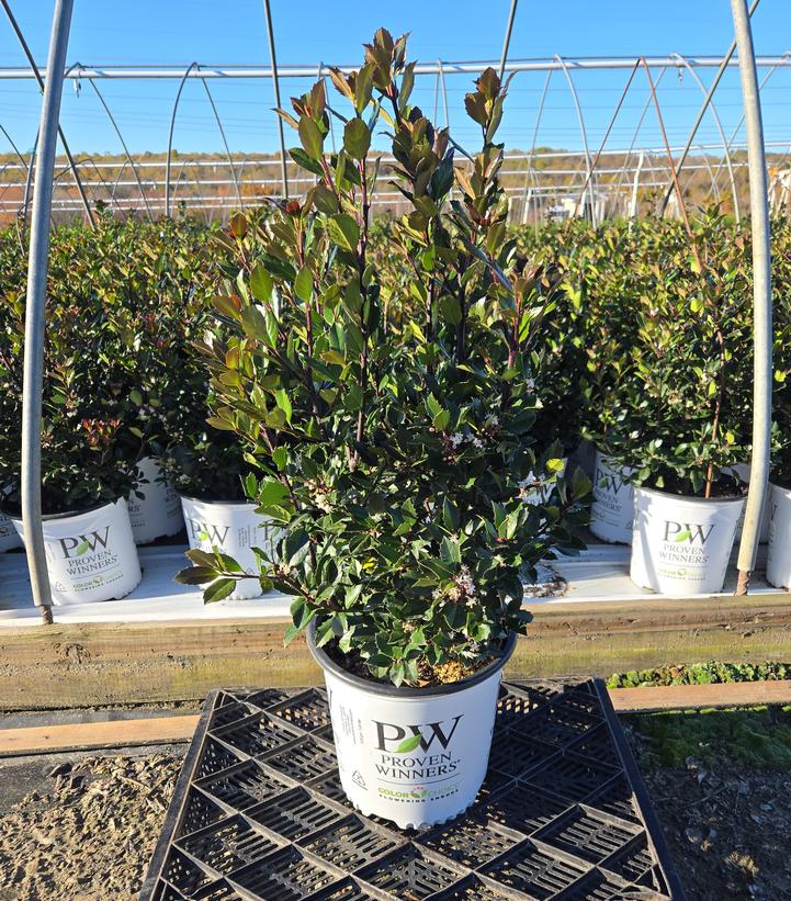 Ilex x Castle Rouge®