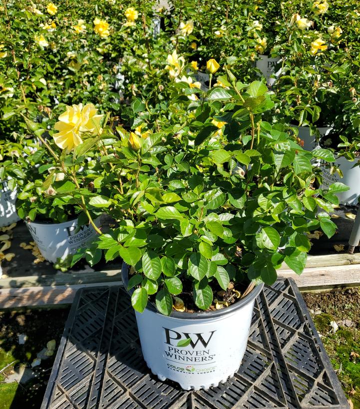 Rosa x Reminiscent® Yellow