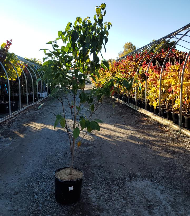 Cornus florida 'Kay's Appalachian Mist'