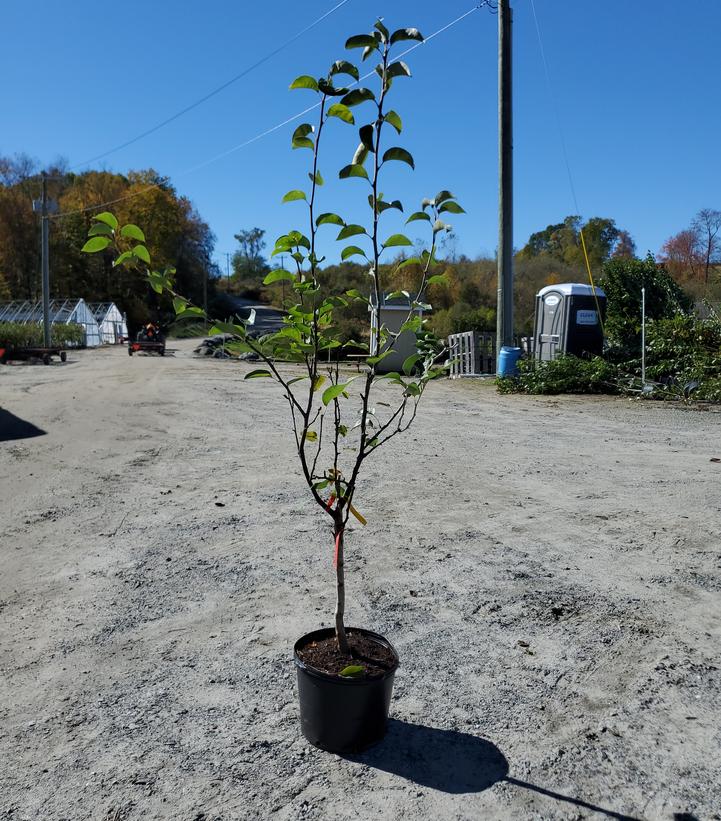 PYRUS - 4 IN 1 COMBO ROUND (ASIAN PEAR) 