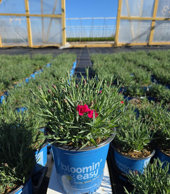 Dianthus gratianopolitanus Glamour Time™