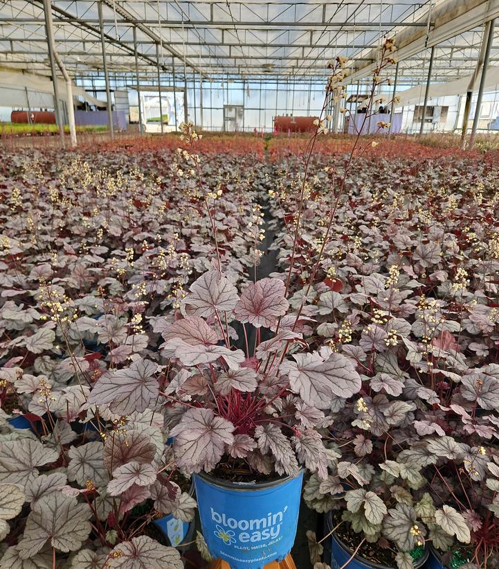 Heuchera x City™ 'Shanghai'