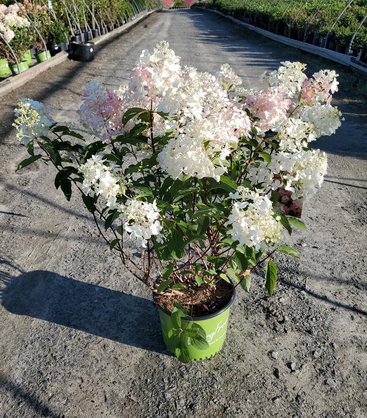 Hydrangea paniculata 'French Manicure'