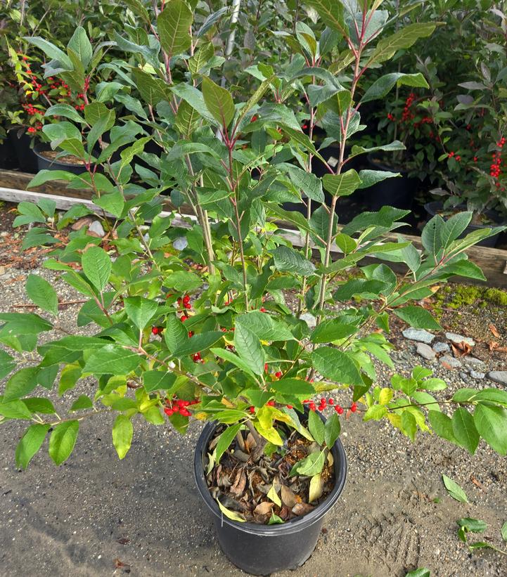 Ilex verticillata Magical® Berry