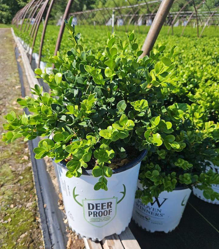 Buxus microphylla Neatball®