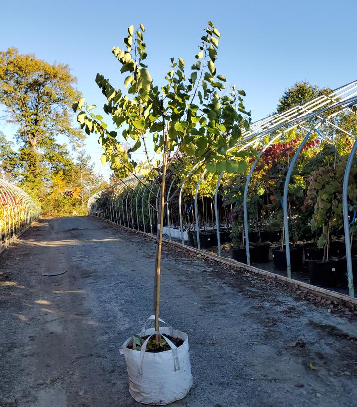 Cercis canadensis Luscious Lavender™