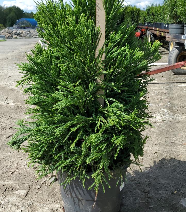 Cryptomeria japonica Chapel View™