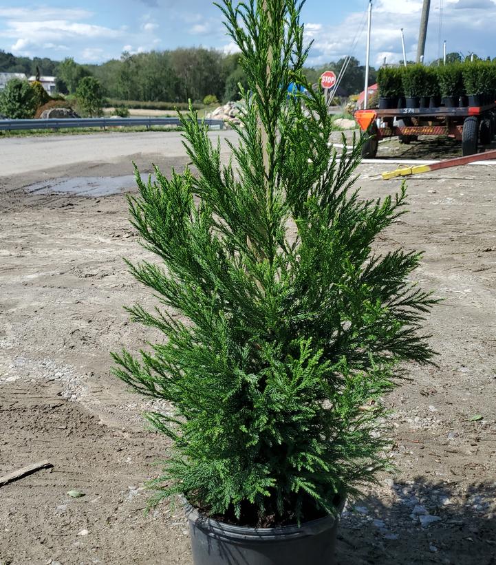 Cryptomeria japonica 'Radicans'