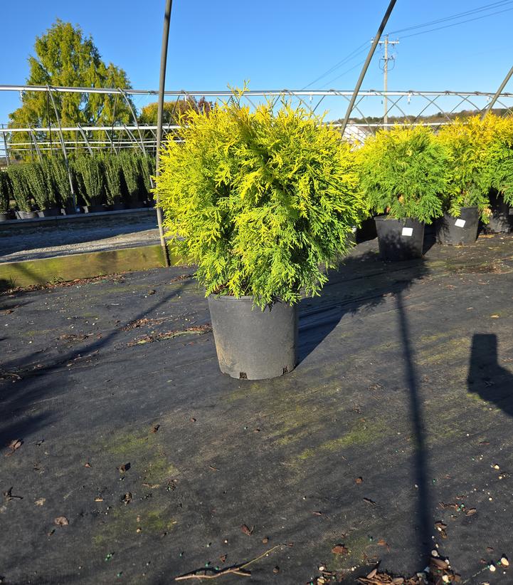 Thuja occidentalis 'Golden Globe'