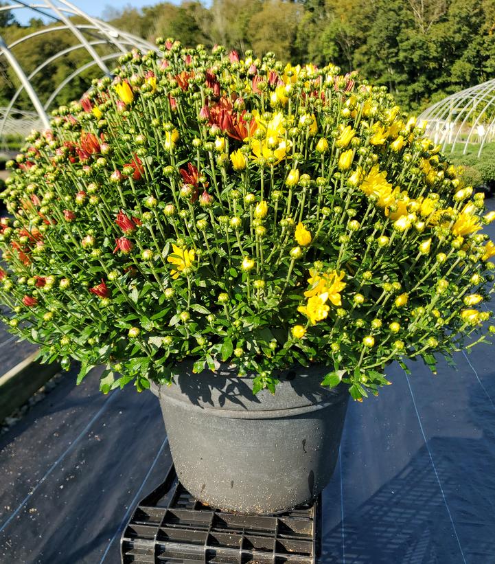Chrysanthemum 3-Color Combo