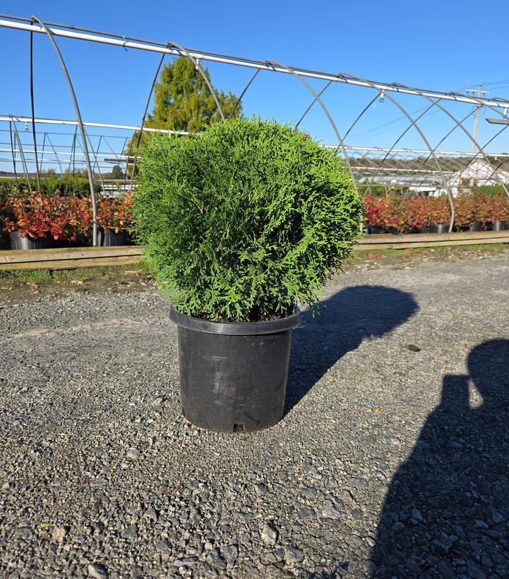 Thuja occidentalis 'Little Giant'