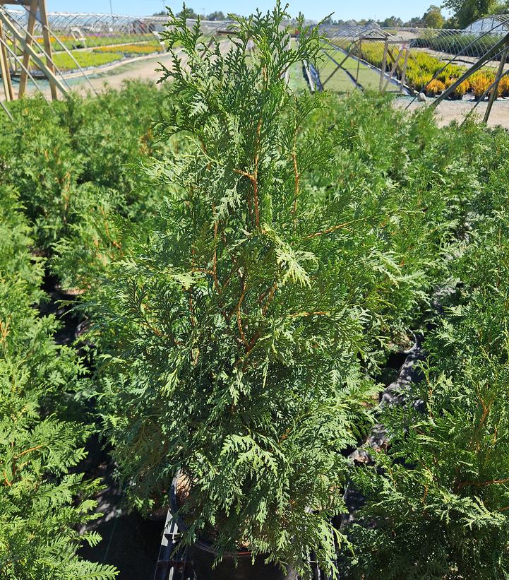 Thuja occidentalis 'Shadowspire'