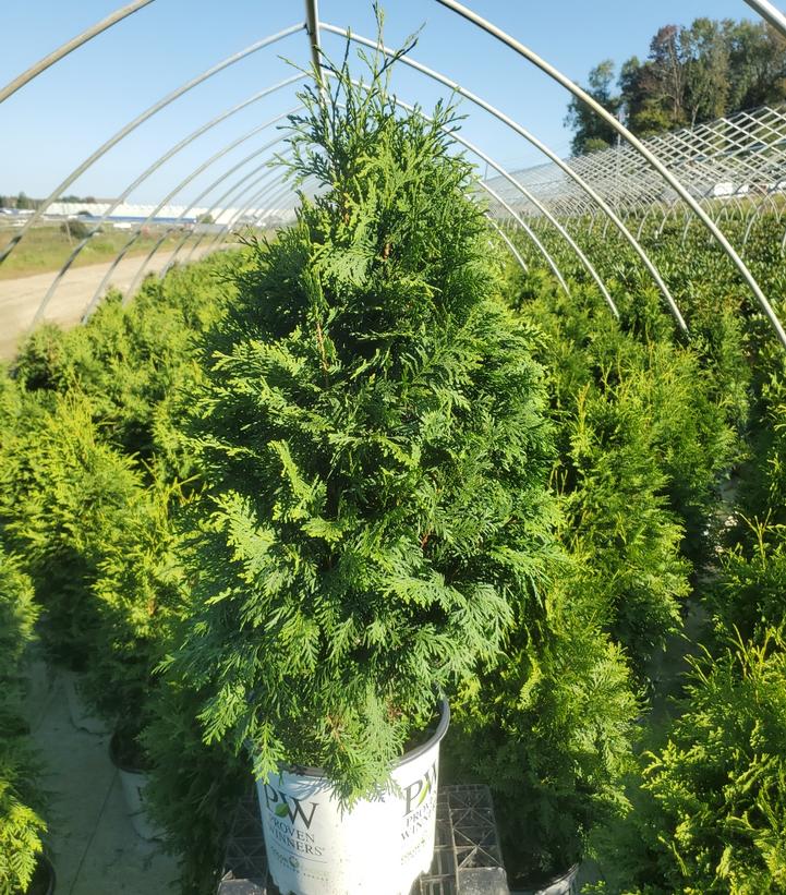 Thuja occidentalis Sasquatch Dark Green™