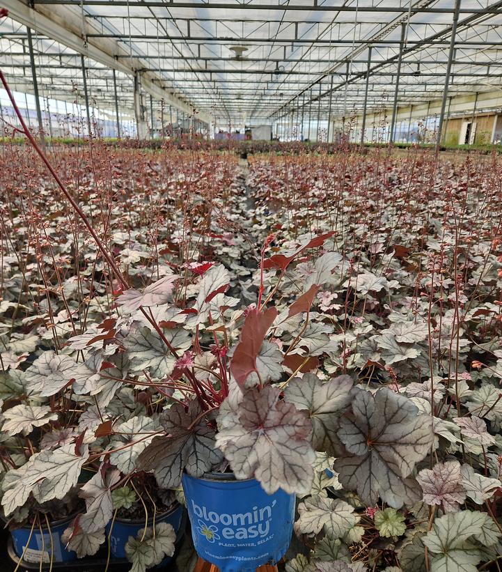 Heuchera x Spice Curls™