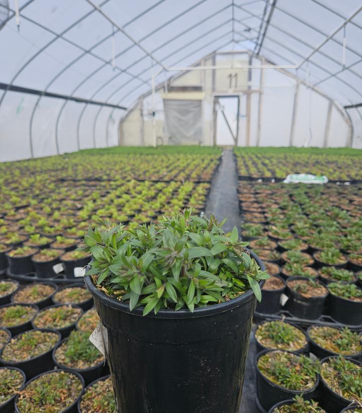 Phlox x Woodlander Purple