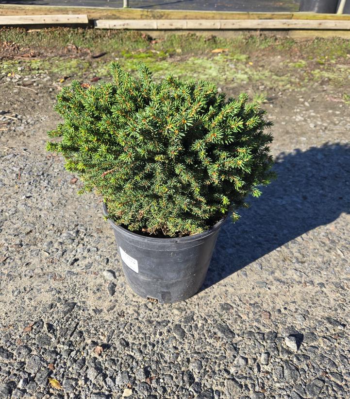 Picea abies 'Little Gem'